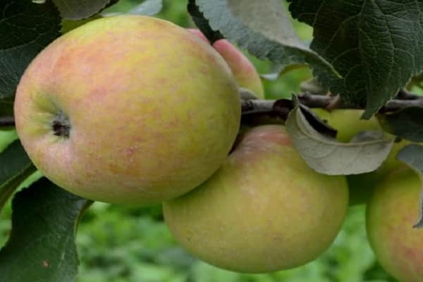 Яблоня мартовское — описание сорта, фото, отзывы