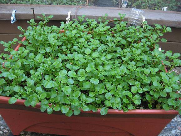 Кресс-салат: выращивание на подоконнике и в открытом грунте, сорта, метод посадки без земли на вате или марле, посев и уход, болезни и вредители