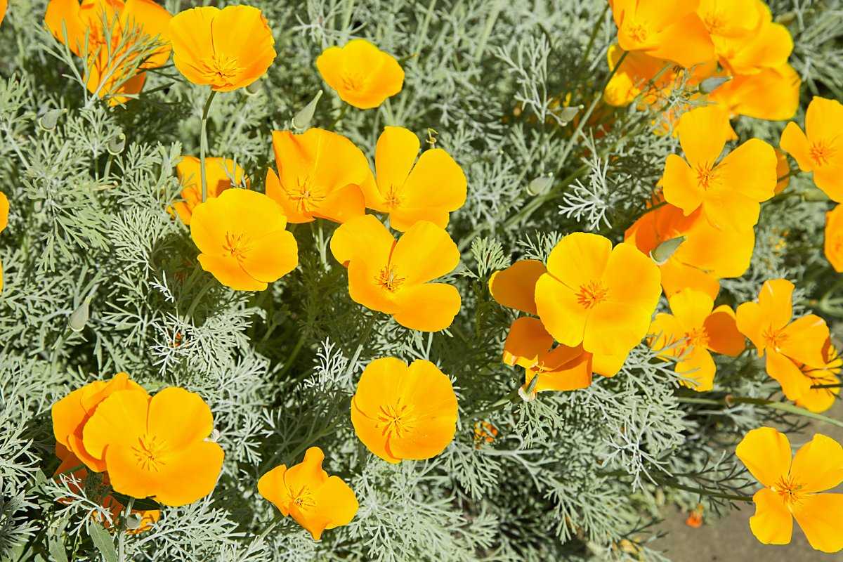 Эшшольция (48 фото): выращивание «цветов солнца» (калифорнийского мака), посадка и уход в открытом грунте. как собрать семена? эшшольция махровая на клумбе