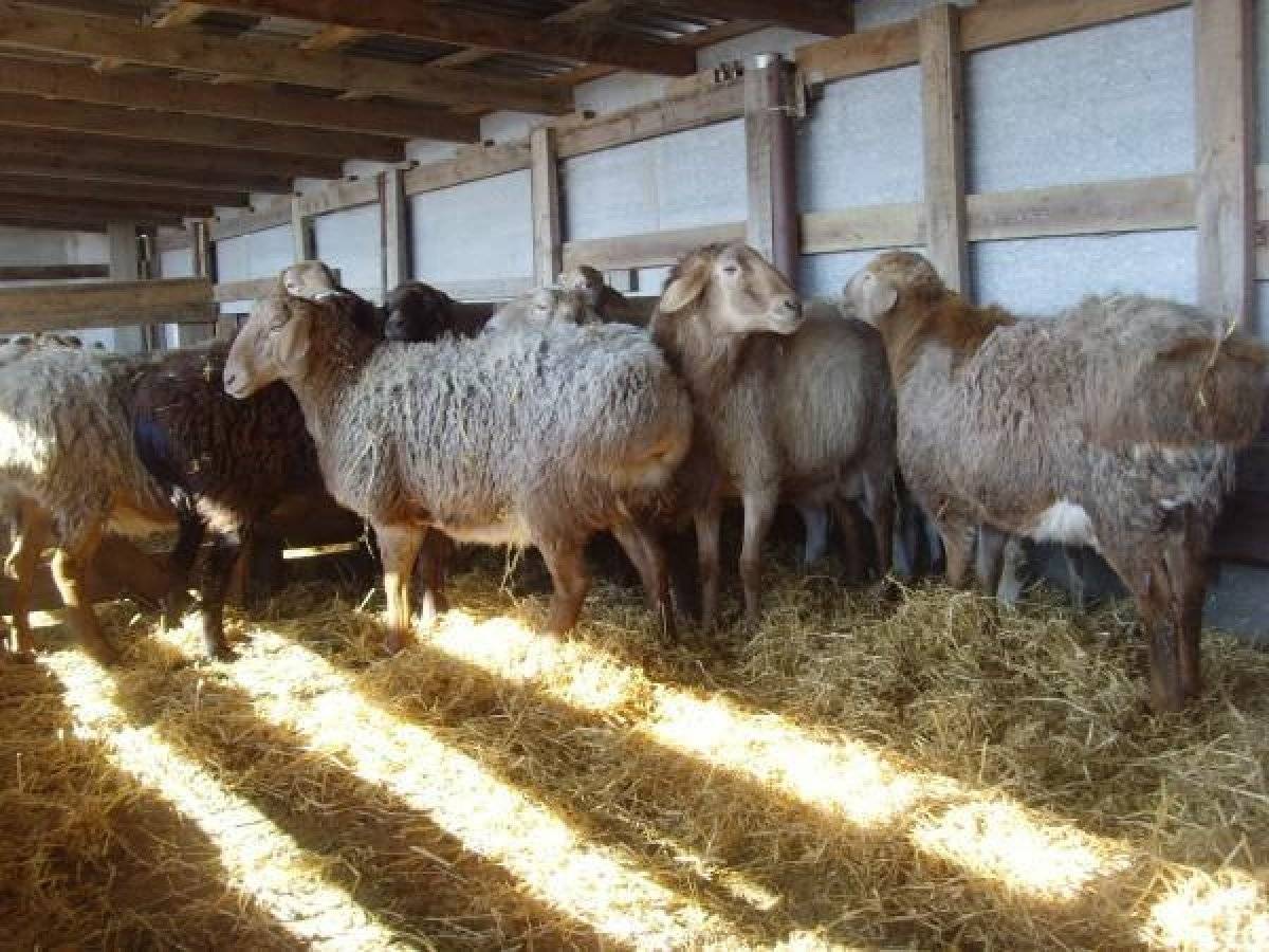 Гиссарская порода овец: описание, уход и размножение