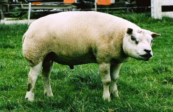 Все об овцах породы тексель. порода овец тексель: описание, разведение, уход, достоинства и недостатки