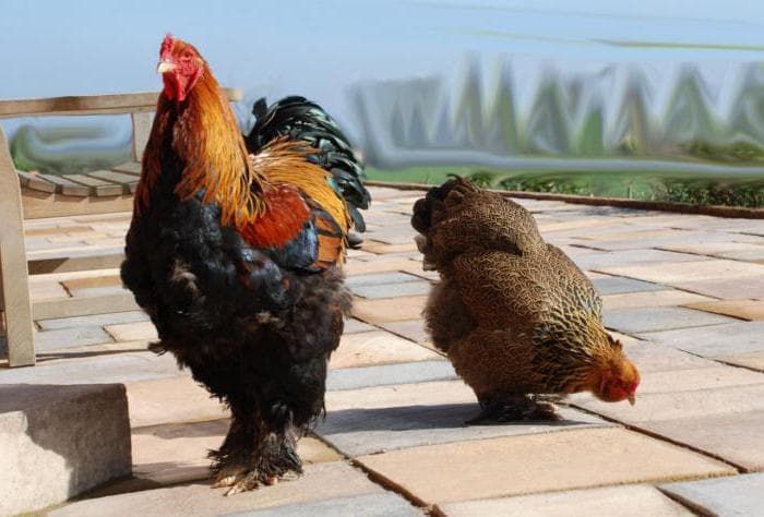 Курицы породы брама: гиганты из курятника