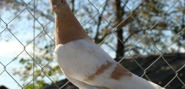 Туркменские голуби агараны описание фото и видеообзоры