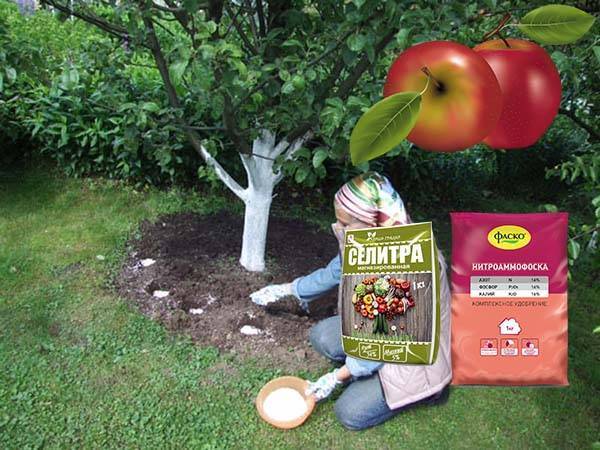 Подкормка яблонь весной до цветения: советы, рецепты, видео