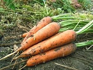 Какие сорта моркови подходят для Сибири
