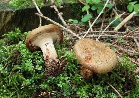 Грибы растущие весной. весенние съедобные грибы фото. какие грибы собирают весной. рецепты из первых грибов. какие съедобные грибы появляются первыми, описание, рецепты приготовления. какие съедобные