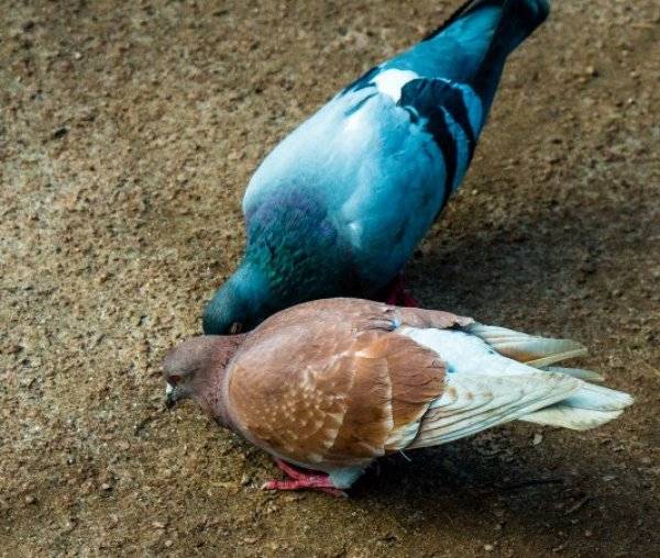 Болезни голубей: их симптомы, профилактика и лечение
