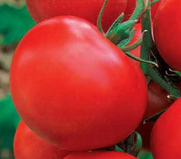 Ультраранние сорта томатов для открытого грунта, низкорослые, с фото и описанием