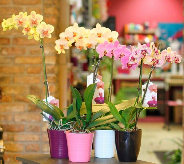 Орхидея: уход в домашних условиях после покупки фото видео