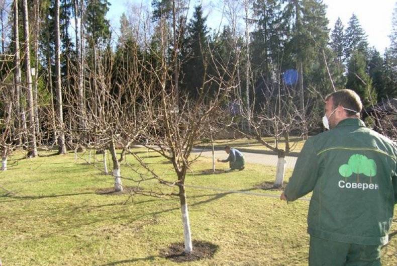 Обработка яблонь осенью от вредителей и болезней, чем опрыскивать - советы профессионалов