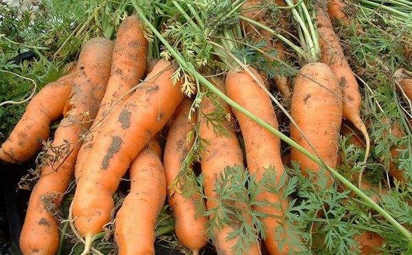 Основные правила посадки моркови под зиму: фото + видео
