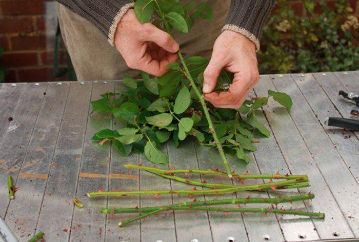 Выращивание роз из семян: пошаговая инструкция +отзывы