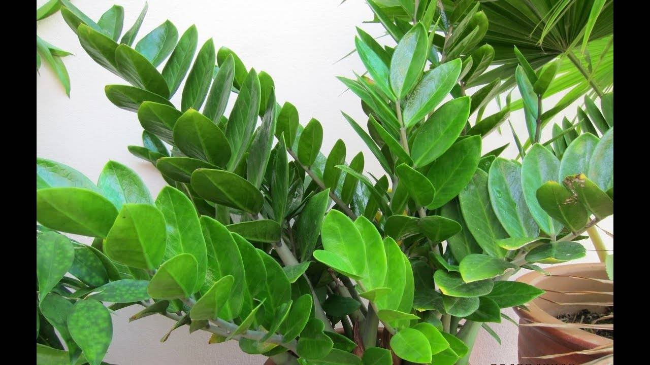 Как правильно посадить неприхотливое растение — замиокулькас («долларовое дерево»)?