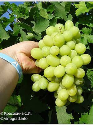 Виноград “сувенир” описание и характеристика одесского сорта с фото