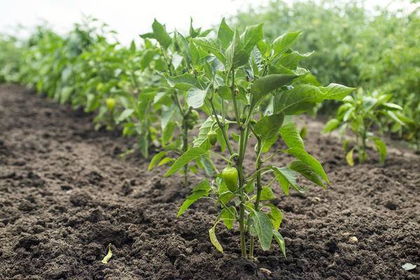 Выращивание перцев из семян в домашних условиях: как вырастить рассаду на подоконнике или балконе без проблем русский фермер