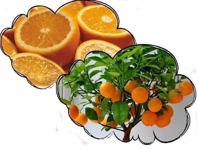 К чему снятся апельсины