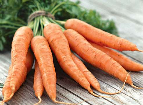 Правила посева после моркови