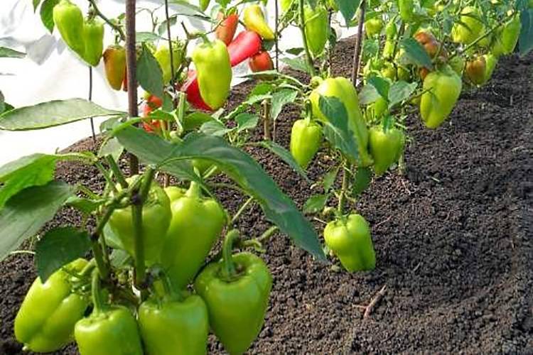Посадка и выращивание болгарского перца в теплице и поликарбоната