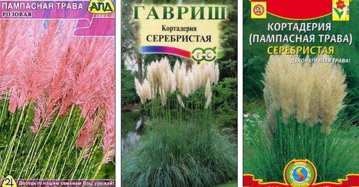 Пампасная трава (кортадерия) – выращиваем из семян в условиях подмосковья