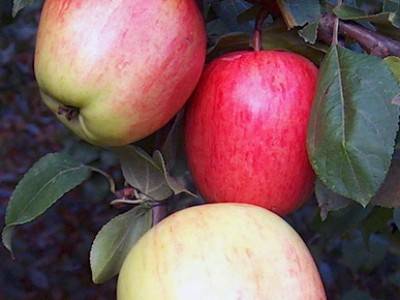 Описание сорта яблони аркадик