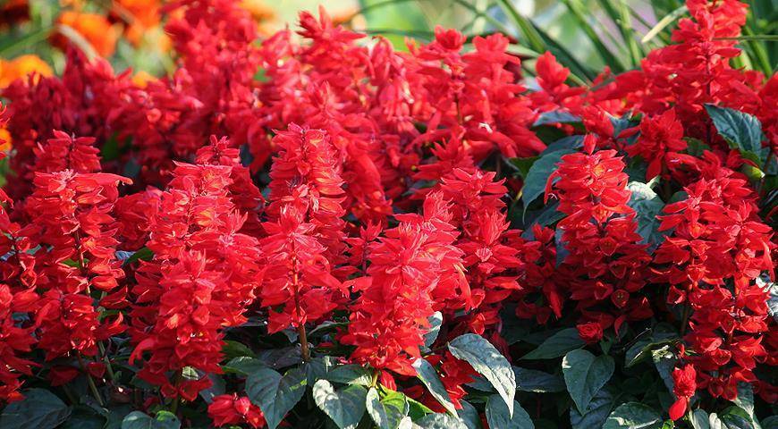 Фото цветов популярных сортов Сальвии — посев красной Сальвии