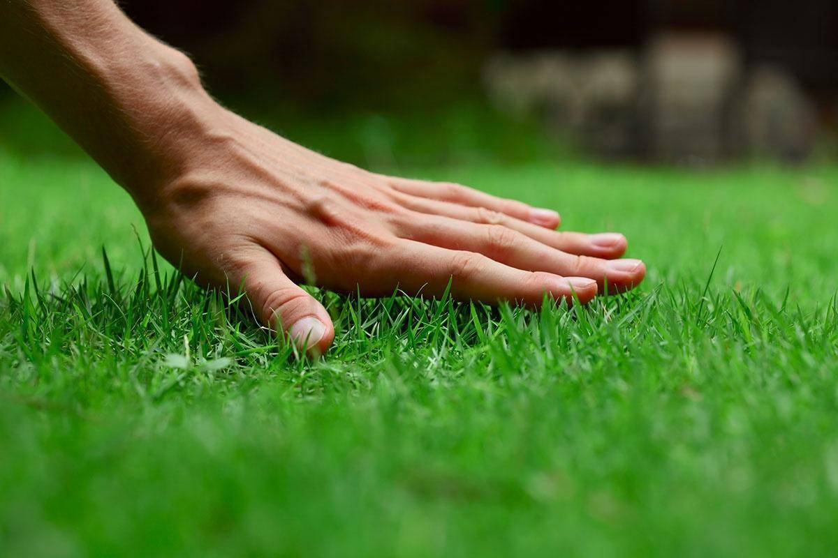 Как правильно посеять газон своими руками: пошаговая инструкция