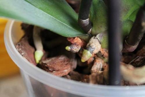 Кора для орхидей: из каких деревьев лучше брать (из сосны или ели), подготовка и обработка материала для посадки своими руками в домашних условияхдача эксперт