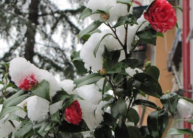 Как укрыть плетистую розу на зиму? 66 фото как укрывать ее в подмосковье? уход за плетистой розой осенью. как правильно подготовить ее к зиме?