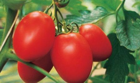 Как вырастить томат «Джина»: характеристика и описание сорта