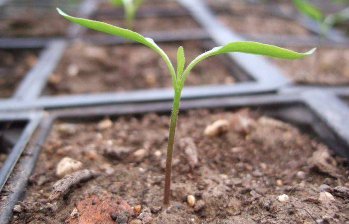 Пошаговая инструкция по выращиванию рассады перца в домашних условиях: правильная посадка семян, уход за молодыми всходами, как закалить и вырастить хорошую рассаду