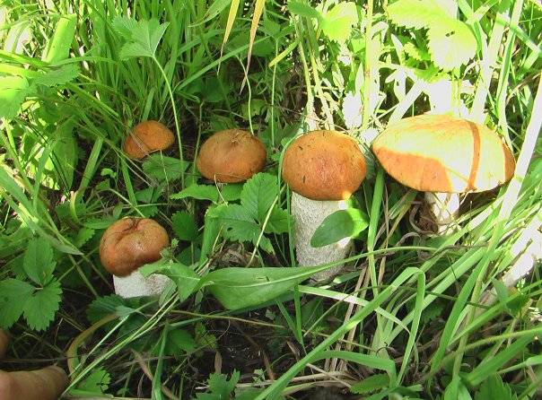 Какие грибы собирают в сентябре в подмосковье: описание, где растут сентябрьские грибы в сезон сбора