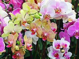 Орхидея из семян: выращивание в домашних условиях