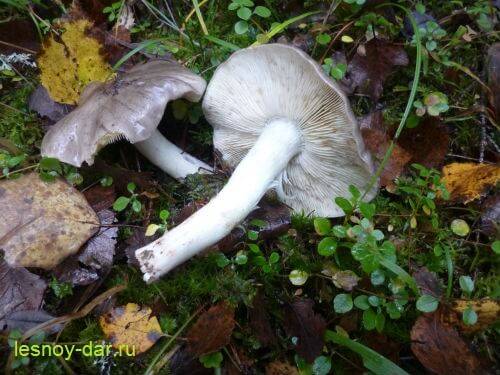 Серая рядовка – главный гриб поздней осени - грибы собираем