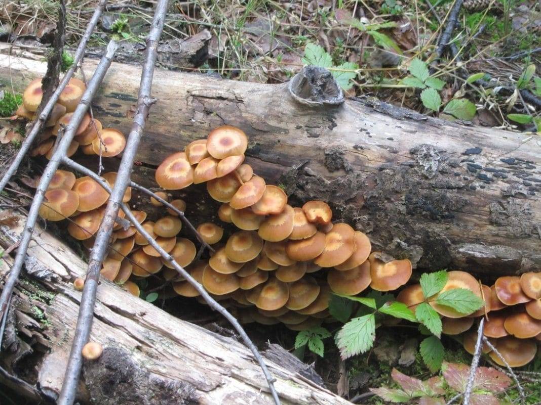 Рекомендации, как вырастить грибы на садовом участке