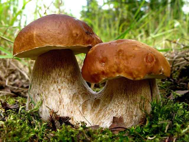 Боровик – белый гриб