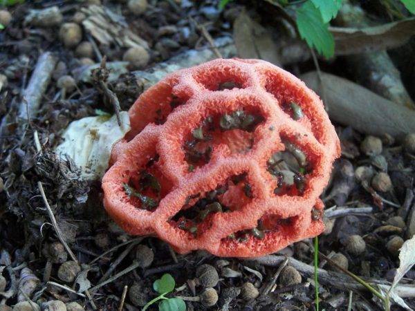 Особенности гриба красный решеточник