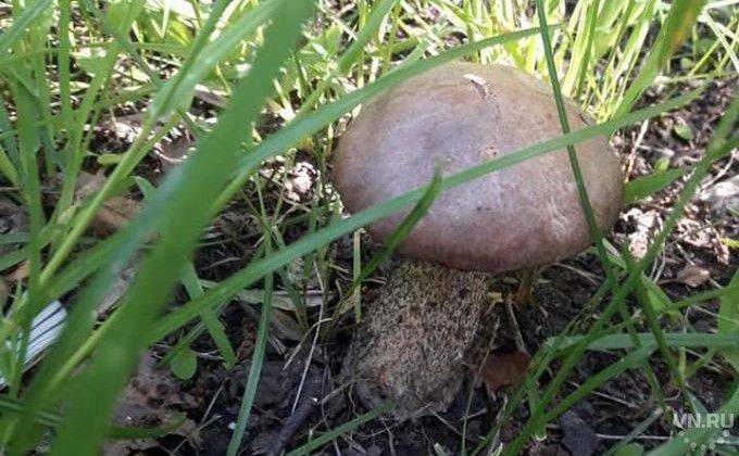 Какие грибы растут в новосибирской области. топ самых популярных | досуг | аиф новосибирск