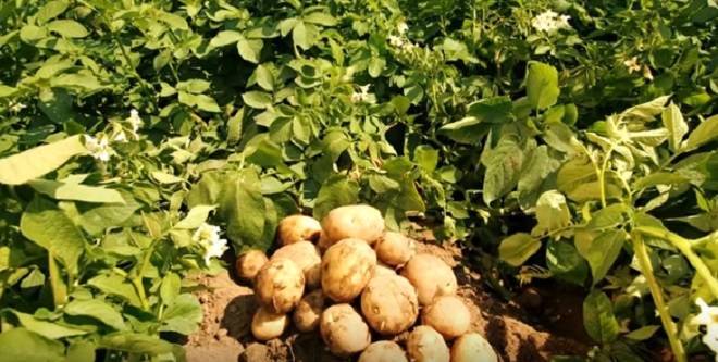 ᐉ соланин в картофеле – можно ли есть позеленевшую картошку - roza-zanoza.ru