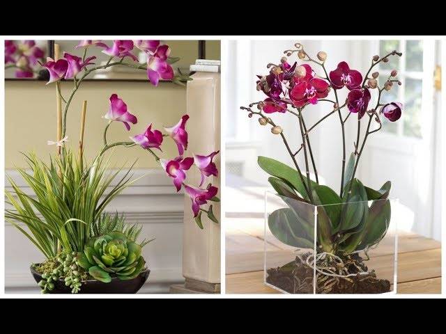 Как посадить орхидею в домашних условиях: как правильно и какой выбрать горшок, во что определить луковицу и детку, можно ли в корягу, и ошибки новичков при уходе русский фермер