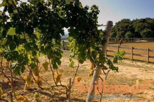 Обработка винограда осенью перед укрытием на зиму