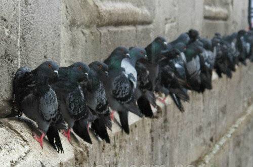 Как избавиться от голубей на балконе: пошаговая инструкция