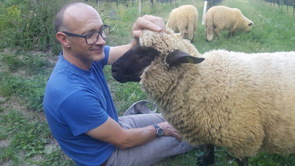 Разведение овец и баранов в домашних условиях как бизнес: советы и рекомендации