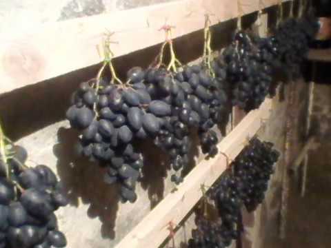 Как сохранить черенки винограда до весны в погребе, в земле, холодильнике - vinograd-loza
