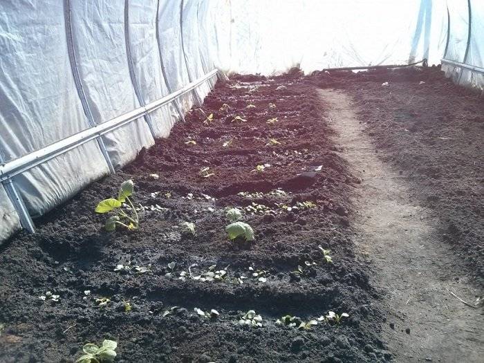 Сорта редиса для теплицы: когда сажать и как вырастить редис в теплице зимой с хорошей урожайностью? русский фермер