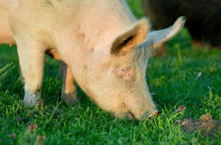 Методы скрещивания фермерских свиней