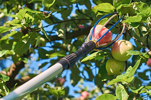 Подпорки для яблонь своими руками: как подпереть ветки и поднять упавшую яблоню