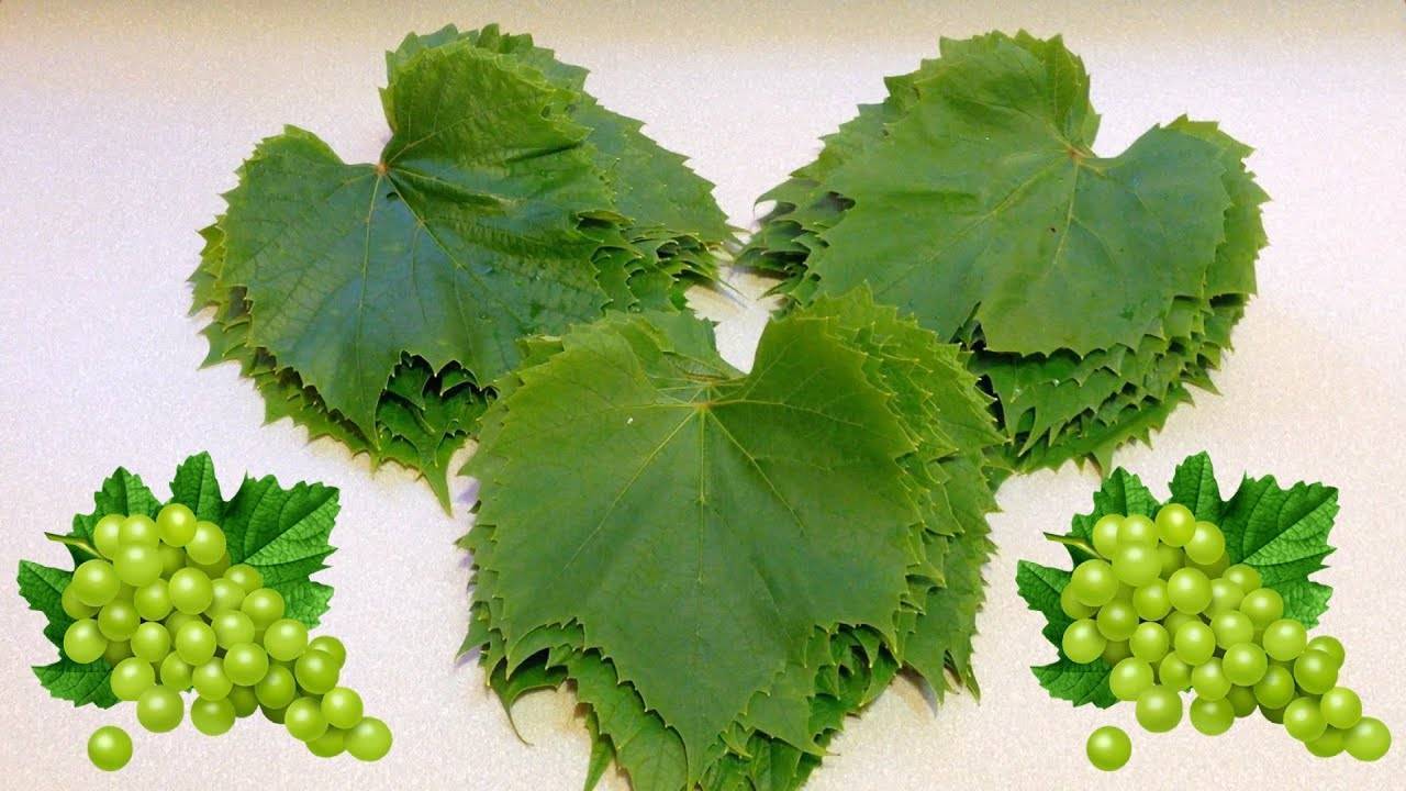 Полезны ли листья винограда и что можно из них приготовить?