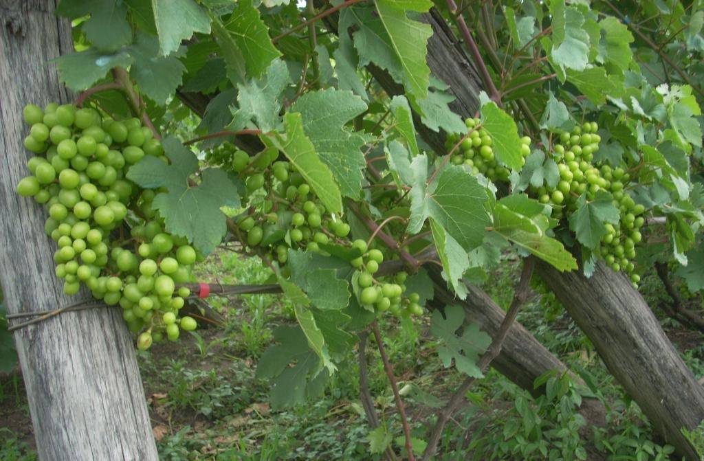 Сорт винограда подарок запорожью, описание сорта с характеристикой и отзывами, а также особенности посадки и выращивания, фото