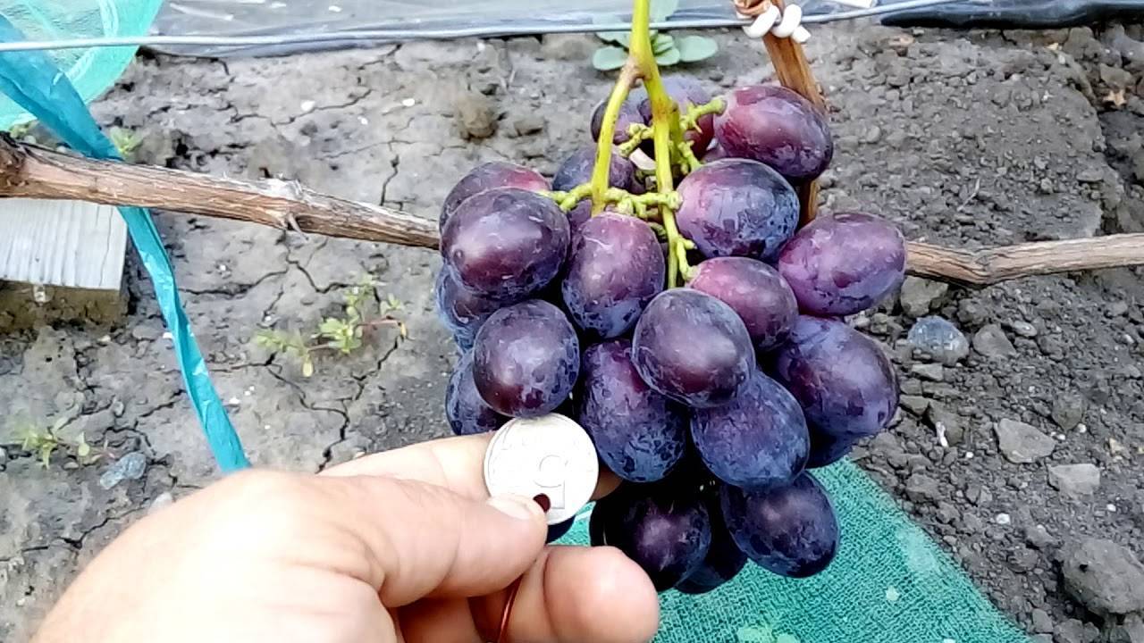 Виноград «фурор»: описание сорта, фото, селекция, особенности выращивания