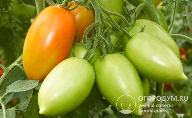 Красный, желтый, полосатый, или все, что вы должны знать о перцевидных томатах